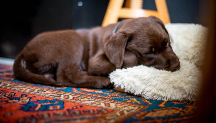 How to clean my Persian rug